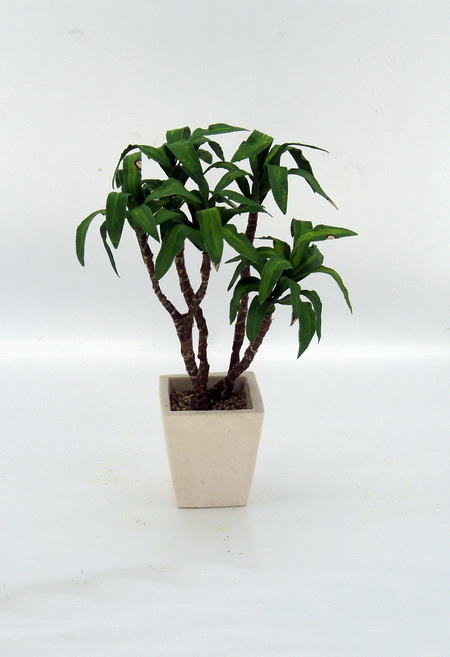Mature Dracaena